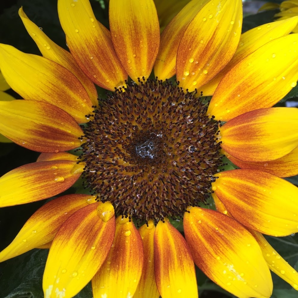 Meet your Posher, Alana